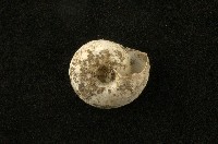 臺灣盾蝸牛藏品圖，第2張